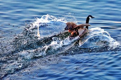 Birds swimming in lake