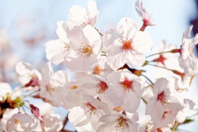 Close-up of white cherry blossoms