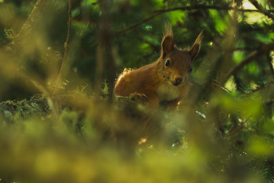 Close-up of squirrel