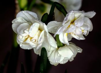 Close-up of white flowers blooming outdoors