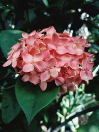 Close-up of pink flowering plant