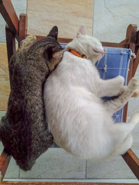 High angle view of a dog