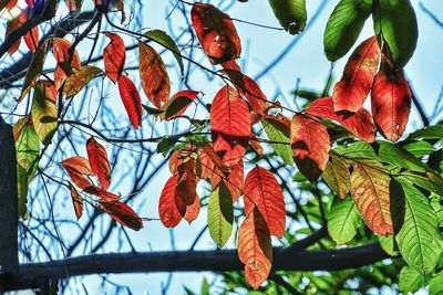 Low angle view of red leaves on tree