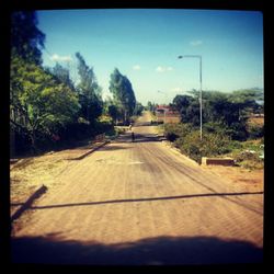 Trees along road