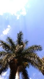 Low angle view of palm trees against sky