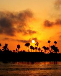 Silhouette of trees at sunset