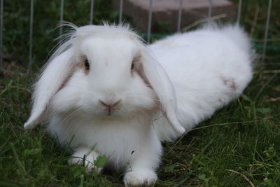 Close-up of white cat on field