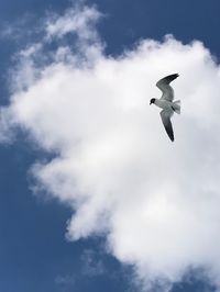 Low angle view of seagulls flying in sky