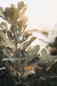 Close-up of leaves on field against sky
