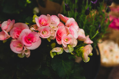 Close-up of pink flowering begonia