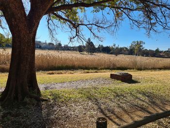 Trees on field against clear sky