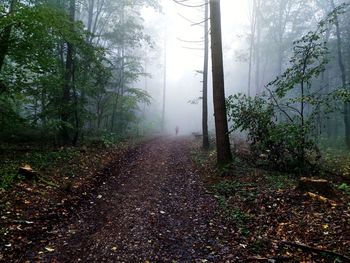 Runner disappearing into the mist amid trees in forest