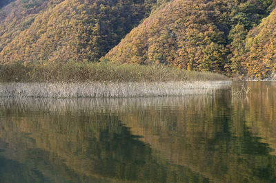 Scenic view of lake in forest