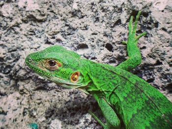 Close-up of lizard