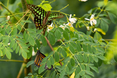 Close-up of butterfly pollinating flower