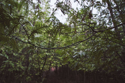 Low angle view of trees in forest