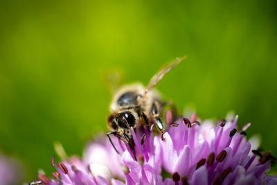 Close-up of bee pollinating on purple flower