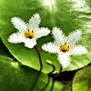 Close-up of white flowering plant