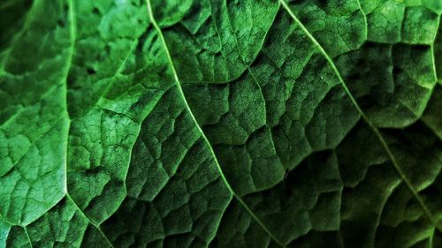 Full frame shot of fresh leaf