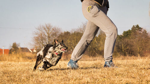 Woman coaching mudi dog