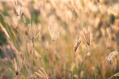 Close-up of stalks in field