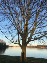 Bare tree by lake against sky