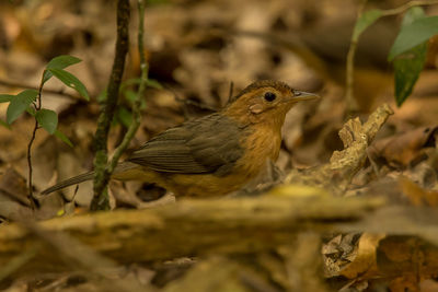 Close-up of bird perching on branch