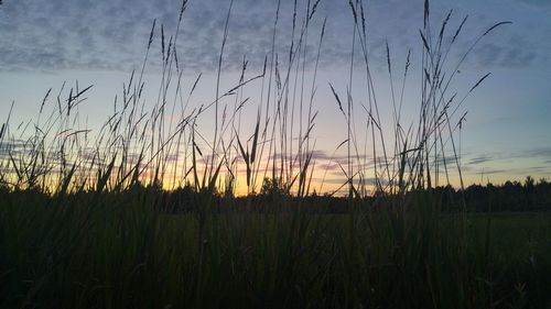 Scenic view of wheat field against sky at sunset