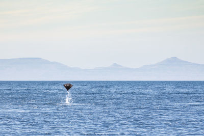 Stingray jumping in sea against sky on sunny day