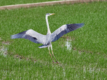 Bird flying over grass