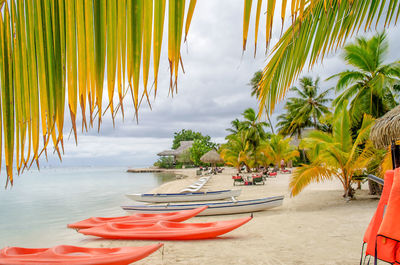 Palm trees on beach against sky