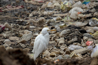 Close-up of bird looking for food in plastic waste