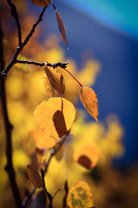 Close-up of yellow leaves on plant during sunset