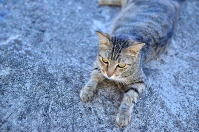 High angle portrait of tabby cat