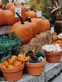 Various pumpkins for sale at market stall