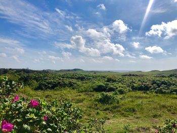 Scenic view of flowering plants on field against sky