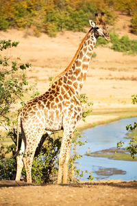 Giraffe standing on a land