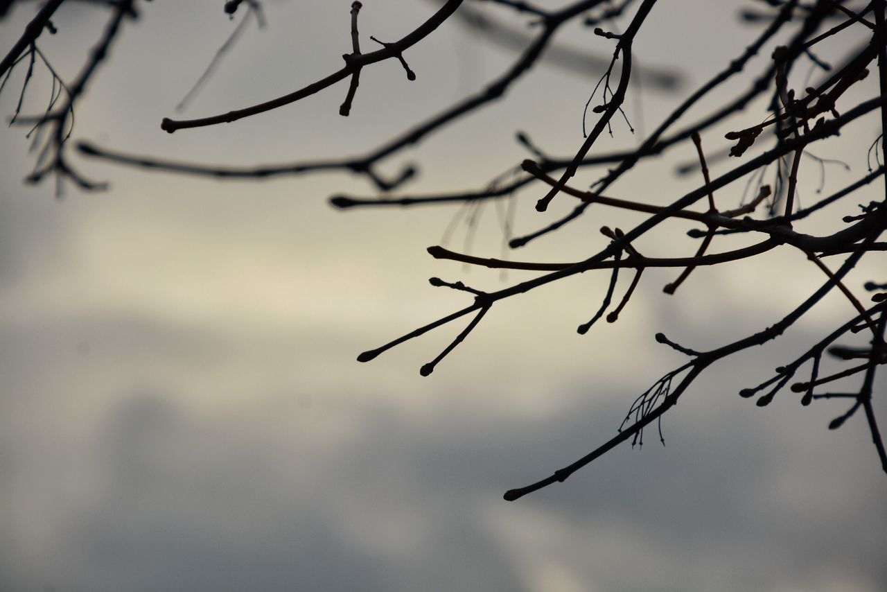 Tree details