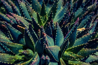 Full frame shot of succulent plants