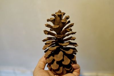 Conifer cone