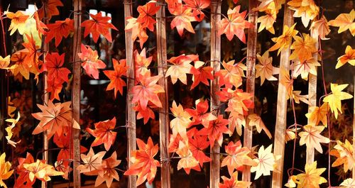 Close-up of maple leaves during autumn