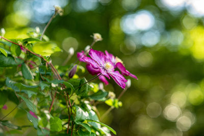 Close-up of purple flowering plant