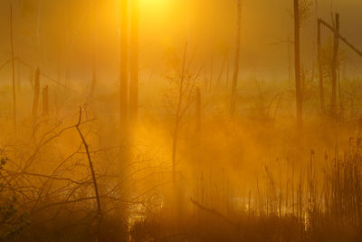 Scenic view of forest during sunset