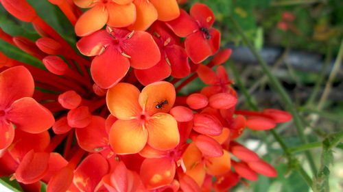 Close-up of red flowering plants