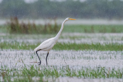 Side view of a great egret bird in water