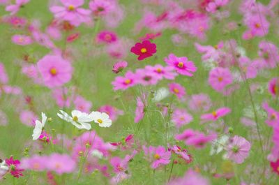 Close-up of pink flowers blooming outdoors