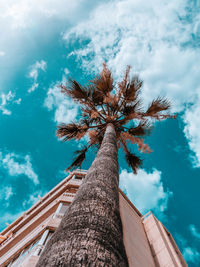 Low angle view of palm tree against sky