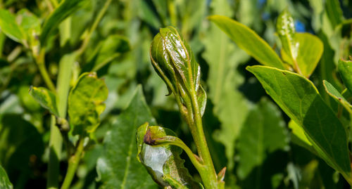 Close-up of fresh green plant