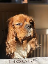 Close-up of a dog looking away at home