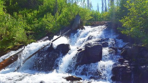 Close-up of water and trees against sky